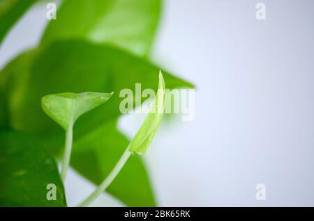 Golden pothos. Epipremnum aureum su sfondo bianco nella casa e giardino del soggiorno. Foto Stock