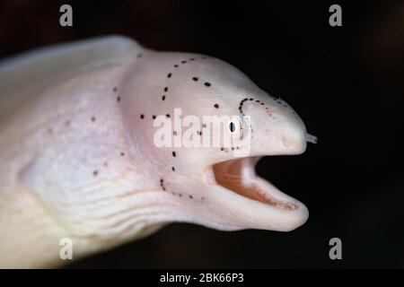 Anguilla Moray con bocca aperta Foto Stock
