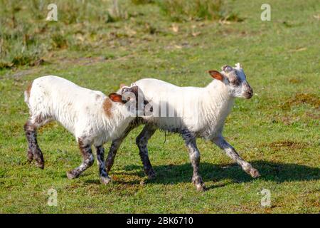 Pecore olandesi Heath. Due agnelli bianchi saltano felicemente su una mattina soleggiato nell'erba, corna piccole. Friesland, i Neherlands Foto Stock