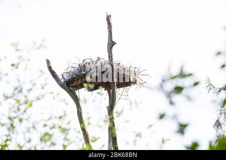 Una cicogna siede nel suo nido su un albero, in primavera , hey-key, con foglie sullo sfondo Foto Stock