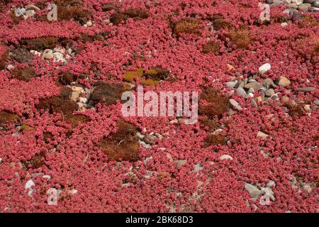 l'ecosistema verde del tetto è cresciuto con muschio e succulenti rossi da vicino Foto Stock