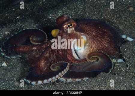 Un polpo di cocco vive in una conchiglia o in una bottiglia vuota Foto Stock