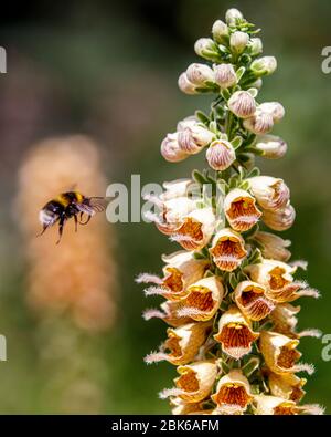 bumble ape volare a fiore di volata di volantone Foto Stock