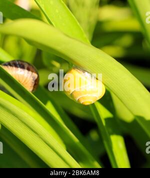 Lumaca gialla al sole su fogliame verde Foto Stock