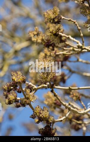 Un albero fiorito di frassino, Fraxinus excelsior, lungo una strada di campagna nel Dorset Nord nel mese di marzo. Inghilterra GB Foto Stock