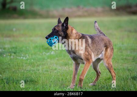 Cane del pastore belga (Malinois) che gioca con un giocattolo Foto Stock