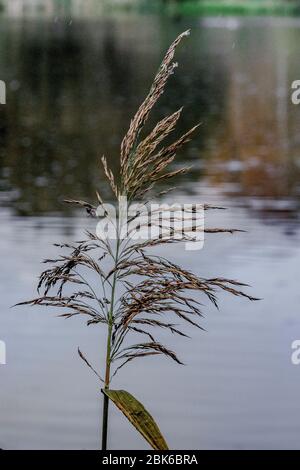 erba di fronte al lago Foto Stock