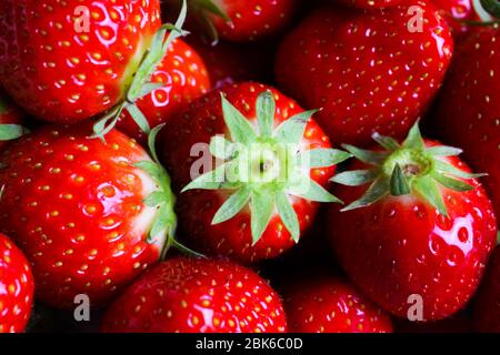 Macro primo piano di gruppi isolati fragole fresche mature rosse con foglie verdi Foto Stock