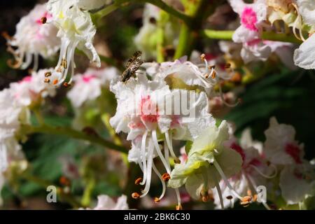 Macro primo piano di isolati fiori rosa, bianco, giallo di castagno (Aesculus hippocastanum) in primavera - Germania Foto Stock