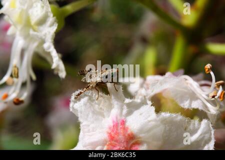 Macro primo piano di isolati fiori rosa, bianco, giallo di castagno (Aesculus hippocastanum) in primavera - Germania Foto Stock