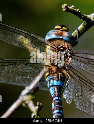 dragonfly poggiato su ramo di albero Foto Stock