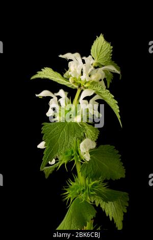 Un esempio del White Dead-nettle, l'album Lamium, ha trovato crescere al fianco di un hedgerow in primavera. Sfondo nero. North Dorset England GB Foto Stock