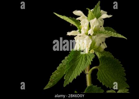 Un esempio del White Dead-nettle, l'album Lamium, ha trovato crescere al fianco di un hedgerow in primavera. Sfondo nero. North Dorset England GB Foto Stock