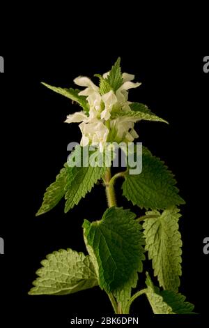 Un esempio del White Dead-nettle, l'album Lamium, ha trovato crescere al fianco di un hedgerow in primavera. Sfondo nero. North Dorset England GB Foto Stock