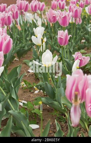 Tulipani primavera a Pechino, Cina Foto Stock