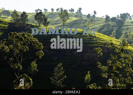 Damro Tea Board paesaggio Damro Labookellie Tea Center e giardino Foto Stock