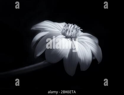 Primo piano di girasole bianco e nero su sfondo nero Foto Stock