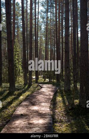 Un uomo ha fatto un sentiero in legno nel parco nazionale durante il bellissimo tramonto con una vegetazione verde tutto intorno e lunghe ombre scure Foto Stock