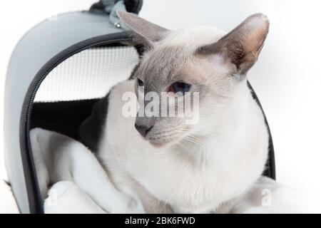 Orientale Blue-point siamese gatto in posa su sfondo bianco Foto Stock