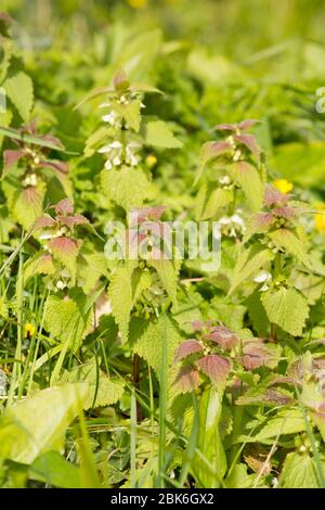 White nettles, white-dead nettles, album Lamium, fiorito al lato di una corsia di campagna alla fine di marzo. North Dorset England GB Foto Stock