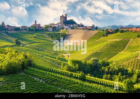 Regione Langhe, Piemonte, Italia. Paesaggio dei vigneti in primavera - estate. Foto Stock