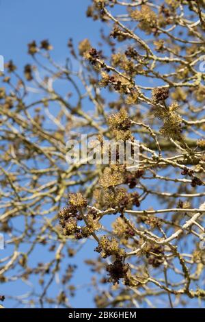 Un albero fiorito di frassino, Fraxinus excelsior, lungo una strada di campagna nel Dorset Nord nel mese di marzo. Inghilterra GB Foto Stock