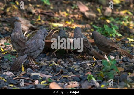 Sagar, India - 19 ottobre 2017: Uccelli di babblers della giungla con uno scoiattolo indiano della palma sullo sfondo nel giardino che mangia i semi in Sagar, Madhya Pra Foto Stock