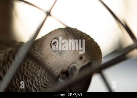 Pappagallo grigio africano (Congo) Foto Stock