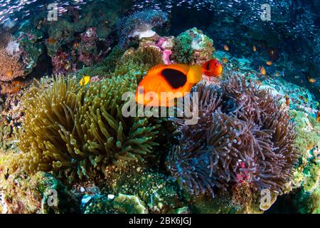 Famiglia di anemone rosso (Clownfish) nel loro anemone ospite su una barriera corallina tropicale (Richelieu Rock, Surin Islands, Thailandia) Foto Stock