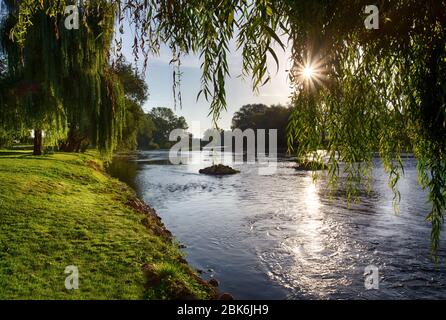 Bella alba estiva sul fiume Krka in Slovenia. Foto Stock