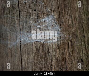 vecchia architrave di quercia Foto Stock