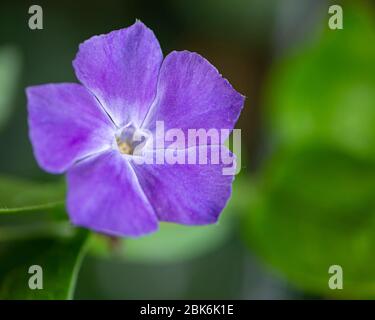 pervinca fiore Foto Stock