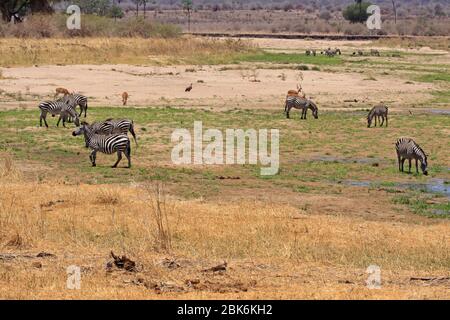 Zebra che alimenta iscrublandsn un fiume essiccato-su Foto Stock