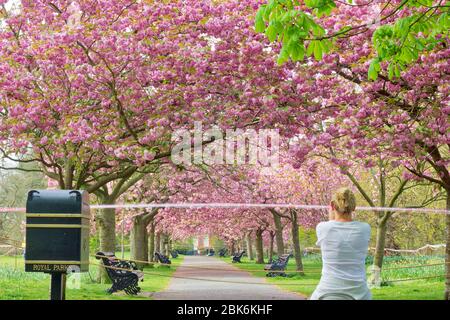 Women runner stopped to take a picture of Cherry blossoms in London Greenwich park outside the cordoned off tape , London park, England Foto Stock