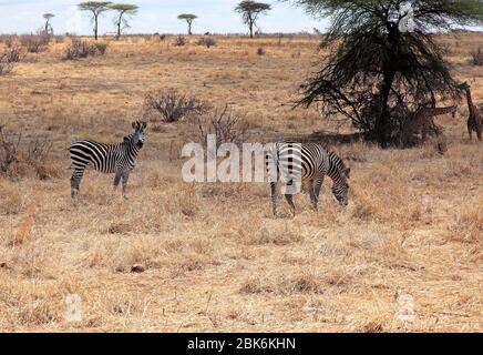 Zebra e giraffe nutrirsi della savana in Africa orientale Foto Stock