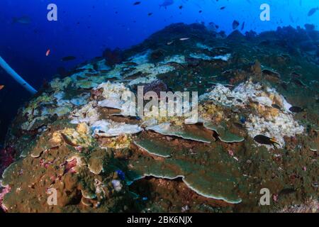 Evento subacqueo di sbianca corallo su un sistema di barriera corallina dura a causa di temperature oceaniche superiori al normale Foto Stock