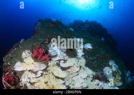 Danni ambientali - corallo Widespred sbiancante su una barriera corallina tropicale causato dal cambiamento climatico e dalle temperature del mare che scaldano Foto Stock