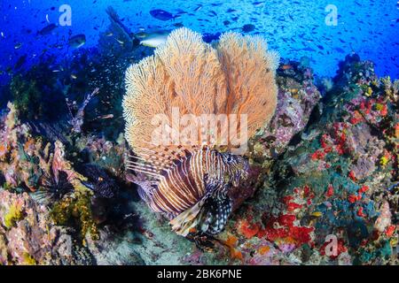 Un colorato, bello Lionfish circondato da coralli e pesci tropicali su una barriera corallina sana Foto Stock
