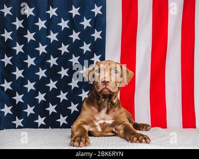 Carino, affascinante cucciolo e bandiera americana. Primo piano Foto Stock