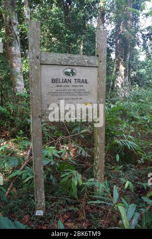 The Belian Trail, Maliau Basin Conservation area, Sabah, Malaysia Foto Stock