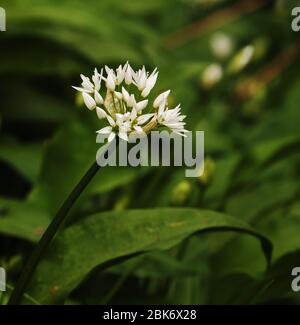 A close-up view of the flower head of wild garlic Foto Stock