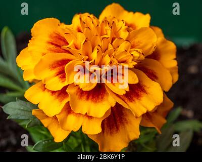 Primo piano di un fiore giallo e arancione brillante di marigola francese, Tagetes patula Foto Stock