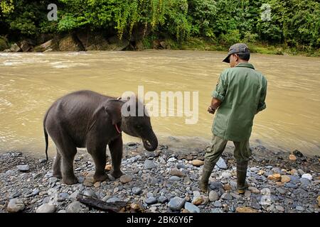 Ranger del parco nazionale che si prende cura di Amel, un piccolo elefante, a Tangkahan, vicino al confine del Parco Nazionale Gunung Leuser. Langkat regency, provincia di Sumatra settentrionale, Indonesia. Foto Stock