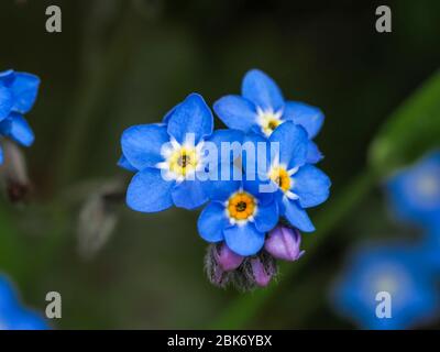 Primo piano dei fiori e boccioli di fiori blu e gialli di Dissolt-me-Not, Myosotis Foto Stock