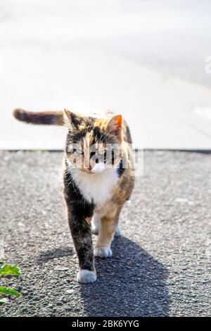 Stray tartaresdell gatto camminare all'aperto con faccia frowny, Limehouse, Londra, Regno Unito Foto Stock