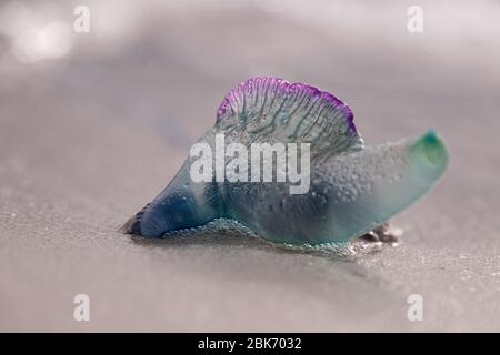 Una colorata bottiglia blu di Jellyfish (Physalia Utriculus), conosciuta anche come la guerra dell'uomo portoghese o` a Cape Agulhas, Sudafrica. Era appena lavato a terra. Foto Stock