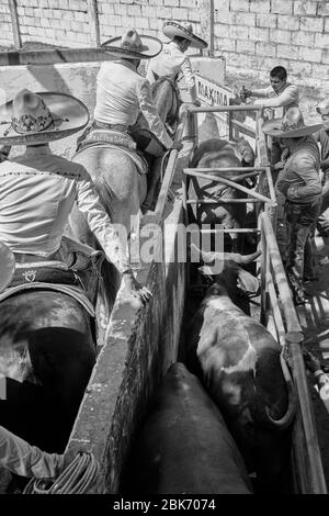 Cowboy messicani che preparano un toro per uno degli eventi durante una 'charreria'. Charrerias sono l'equivalente messicano dei rodei. Per tre giorni la parte Foto Stock