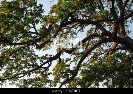 Ramo di pioggia albero, Samanea Saman foglie verdi con sole e cielo blu Foto Stock