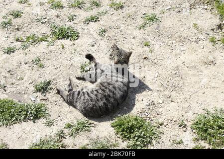 Animali carini a Teheran, Iran Foto Stock