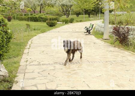 Animali carini a Teheran, Iran Foto Stock